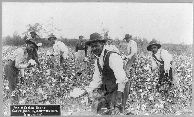 African American workers picking cotton in a South Carolina field around 1902