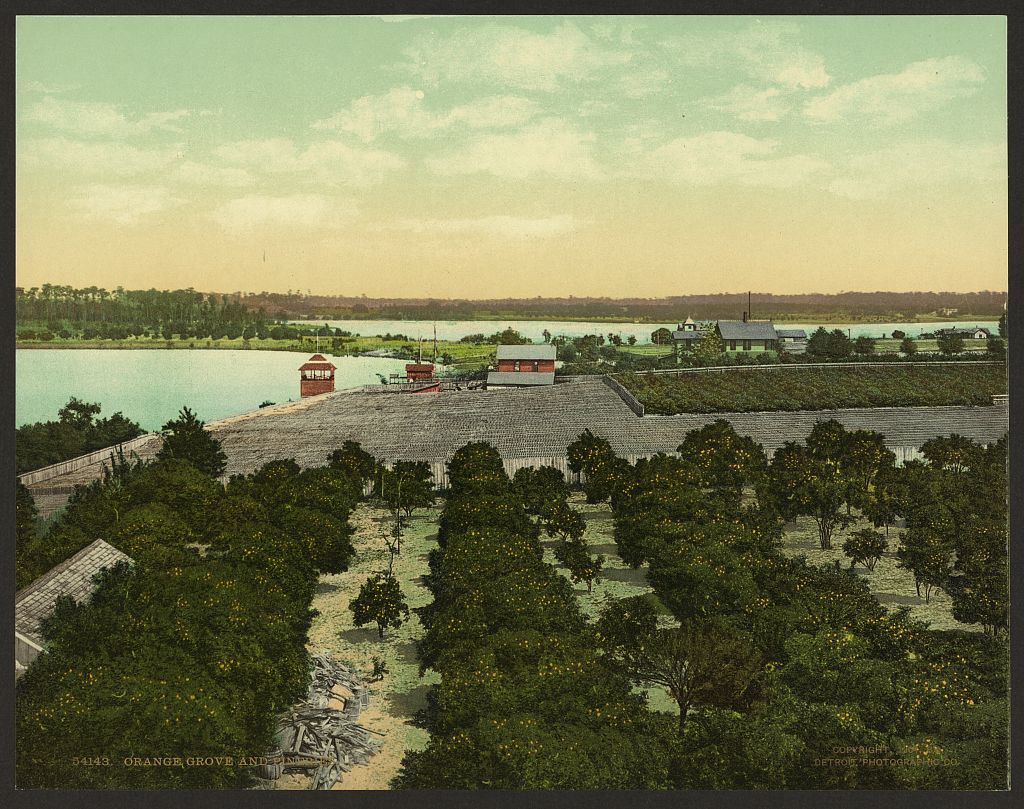 Colorized view of an orange grove and pineries in Florida around 1904